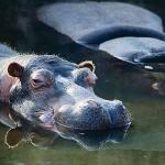 hippopotamus uid 1602423