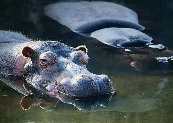 hippopotamus uid 1602423