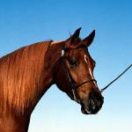 horse uid 1599213