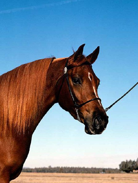 horse uid 1599213