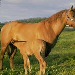 horse uid 1602188