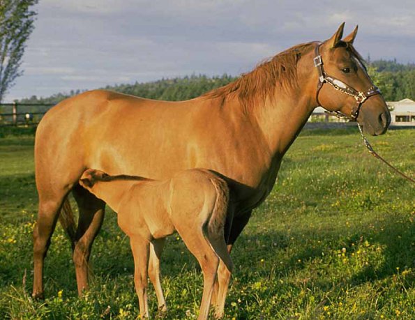 horse uid 1602188