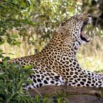 leopard uid 1602196