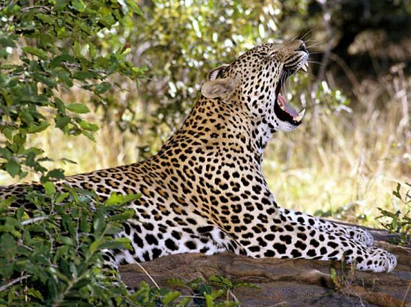 leopard uid 1602196