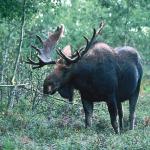 moose standing in forest uid 1189706