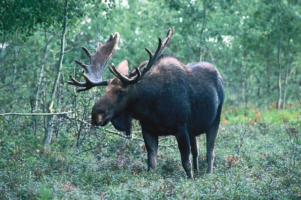 moose standing in forest uid 1189706