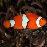 percula uid 1658081
