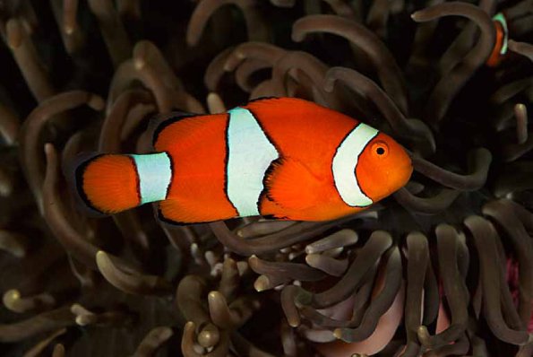 percula uid 1658081