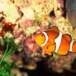 percula uid 1658093
