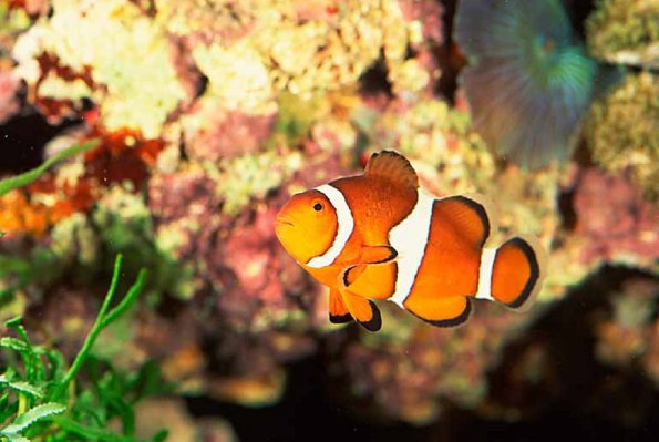 percula uid 1658093