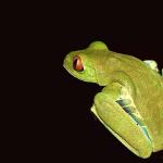 red eyed treefrog uid 1658381