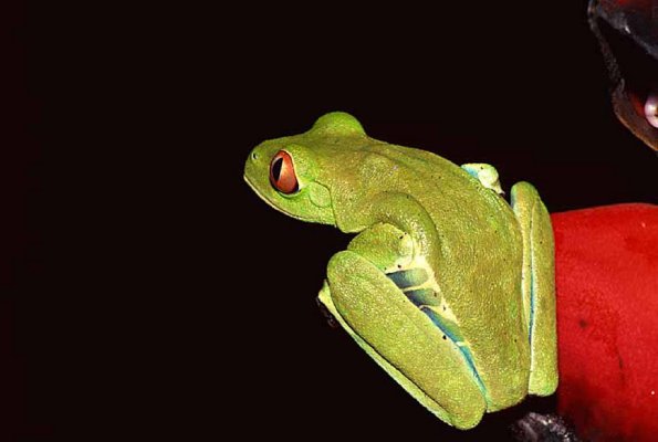 red eyed treefrog uid 1658381