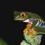 red eyed treefrog uid 1659089