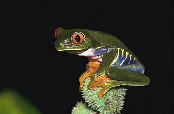 red eyed treefrog uid 1659089