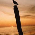 seagull uid 1598965