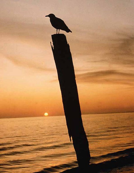 seagull uid 1598965