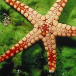 seastar uid 1599230