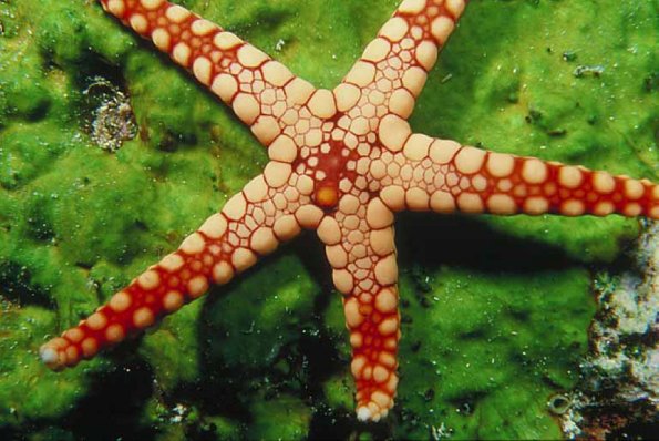 seastar uid 1599230