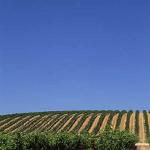 vineyard uid 1658292