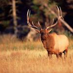 wapiti uid 1658189