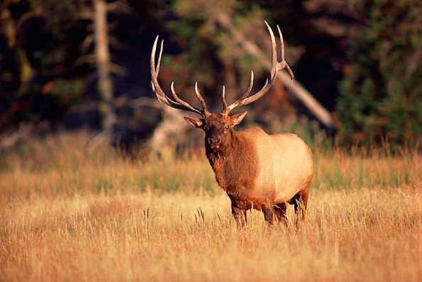 wapiti uid 1658189