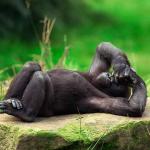 western lowland gorilla uid 1658004