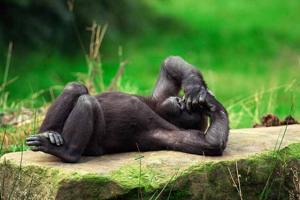 western lowland gorilla uid 1658004