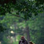 western lowland gorilla uid 1658005