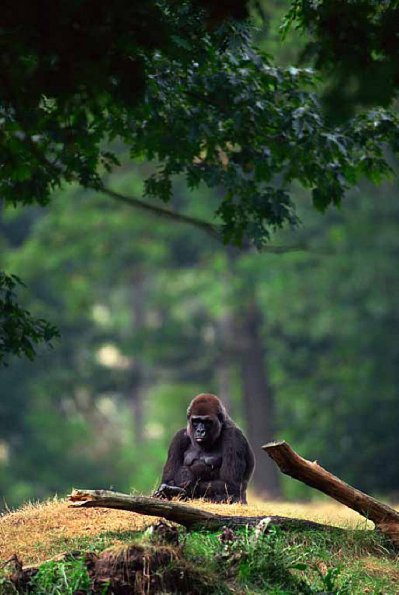 western lowland gorilla uid 1658005