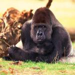 western lowland gorilla uid 1658006