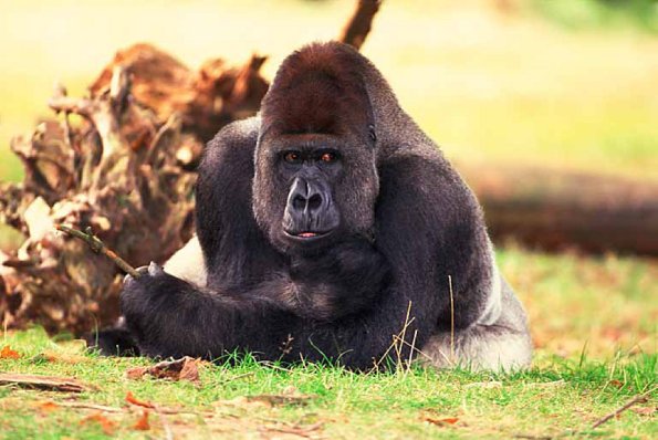 western lowland gorilla uid 1658006