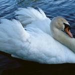 white swan uid 1189712