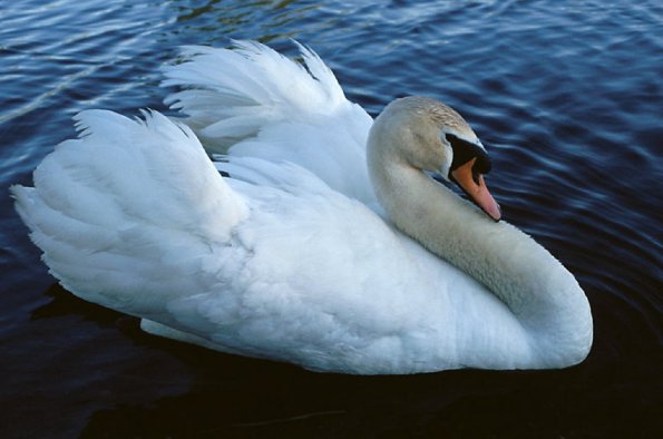 white swan uid 1189712