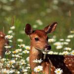 white tailed deer uid 1658049