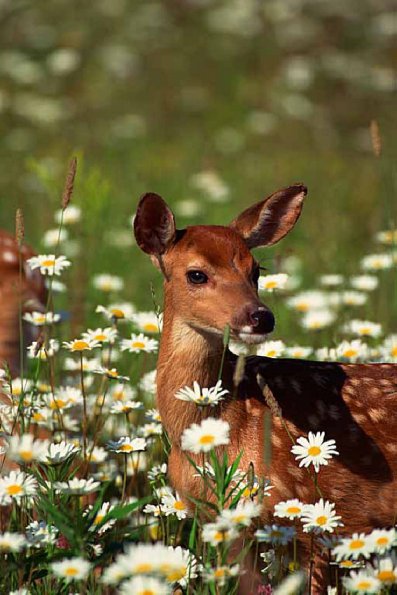 white tailed deer uid 1658049