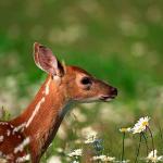 white tailed deer uid 1658052