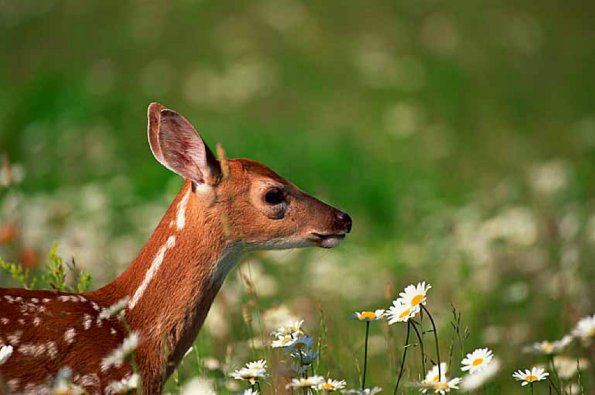 white tailed deer uid 1658052