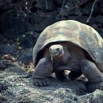 wildlife uid 1658131