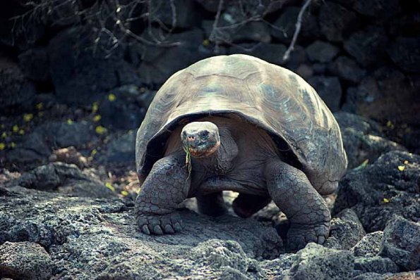 wildlife uid 1658131