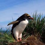 wildlife uid 1658316