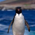 wildlife uid 1658317