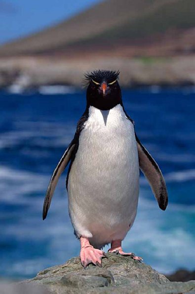 wildlife uid 1658317