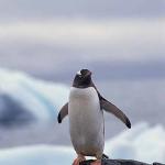 wildlife uid 1658328