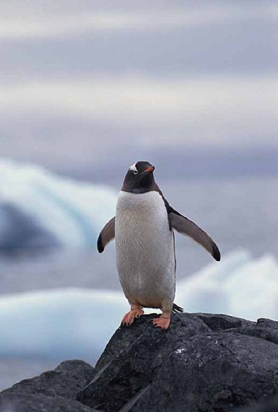 wildlife uid 1658328