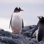 wildlife uid 1658329