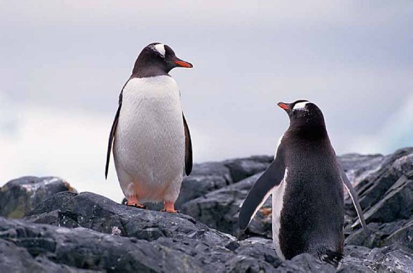 wildlife uid 1658329