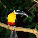 wildlife uid 1658364