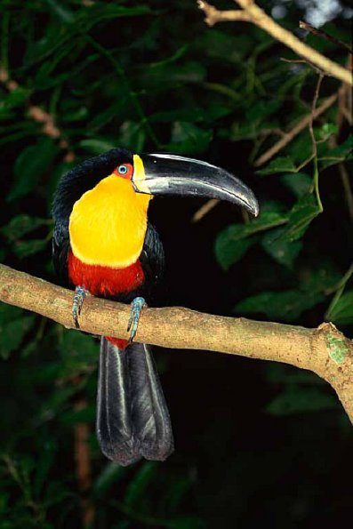wildlife uid 1658364