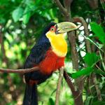 wildlife uid 1658365