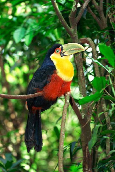 wildlife uid 1658365
